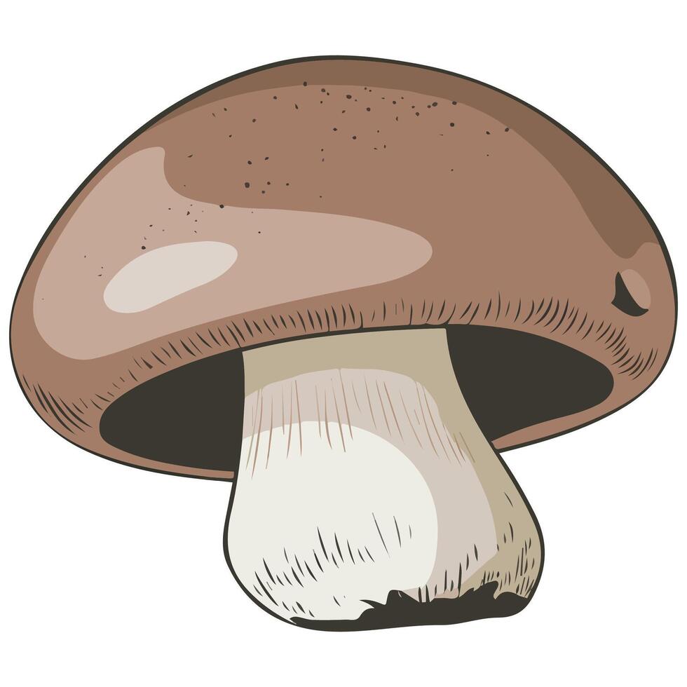 Champignon mushroom on white background vector