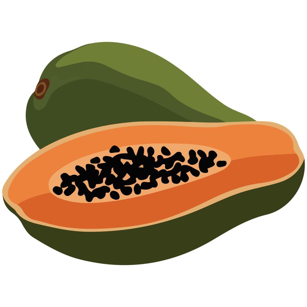 Papaya fruit illustration on white background vector