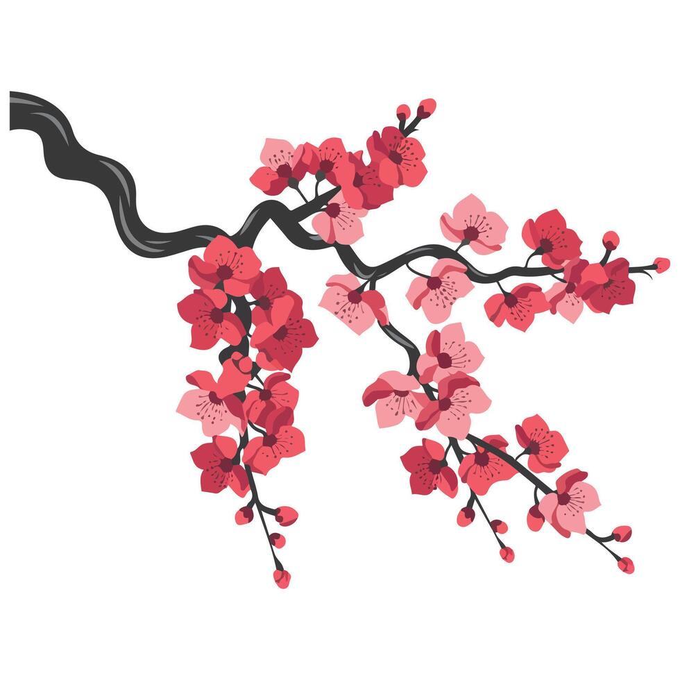 Cherry blossoms branch vector