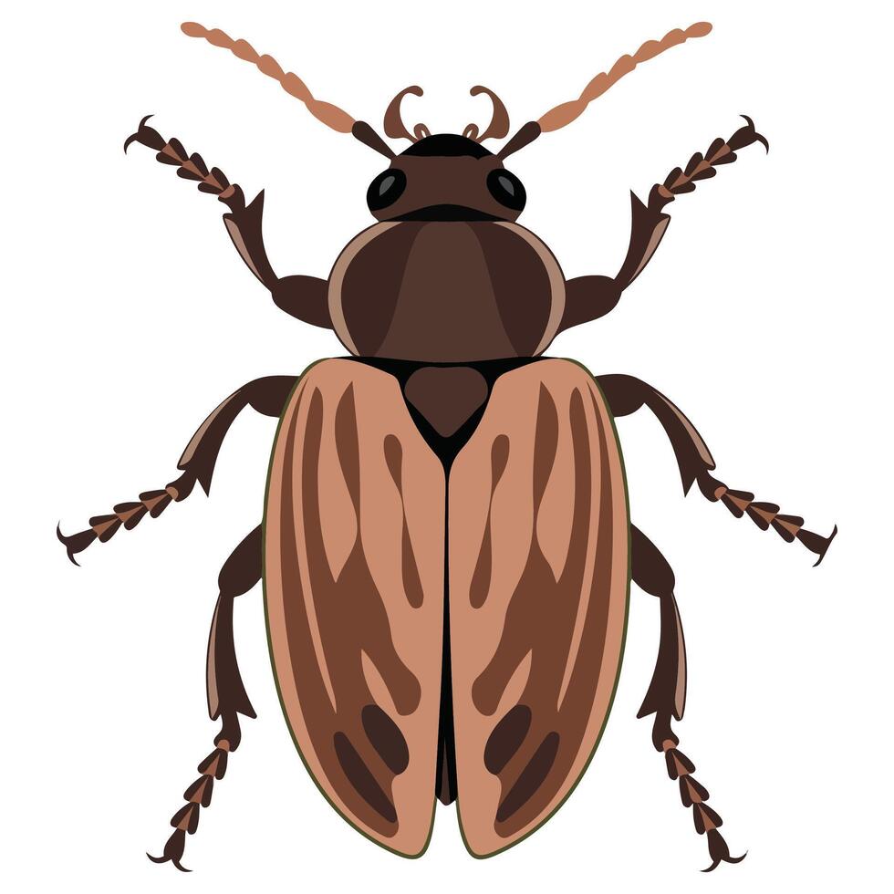 Beetle bug illustration vector