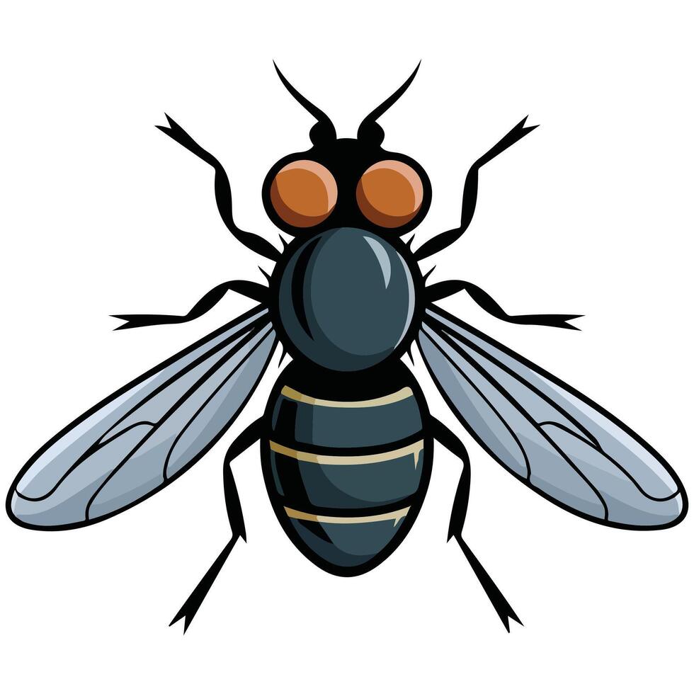 House fly insect vector