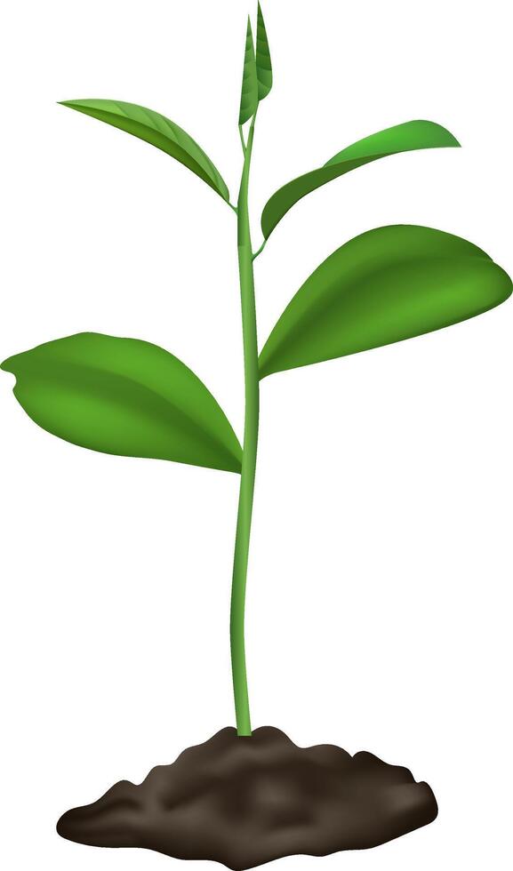 Realistic illustration of a young plant with green leaves growing in a pile of dark soil, symbolizing new life, growth, and the beginning of spring vector