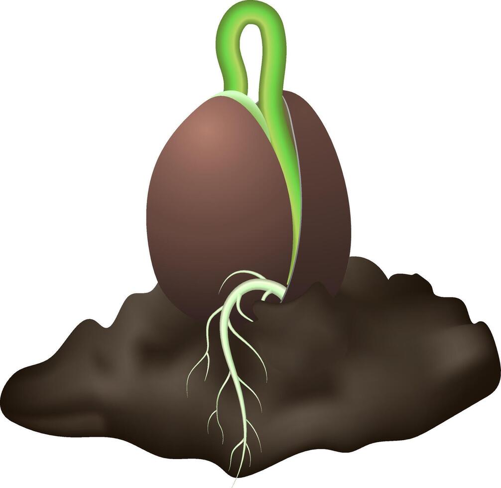 Realistic illustration of a plant growth stage showing a brown seed with a green sprout growing from it and roots visible in the dark soil vector