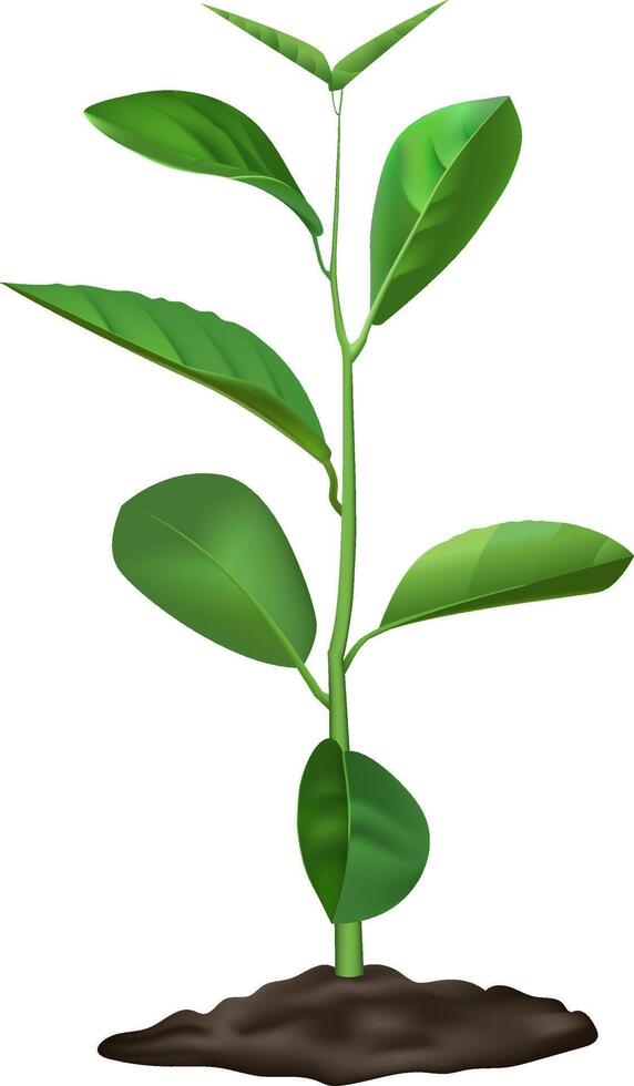 Realistic depiction of plant growth stages, featuring a young sprout emerging from the soil, showcasing vibrant green leaves and a healthy stem against a clean white background vector