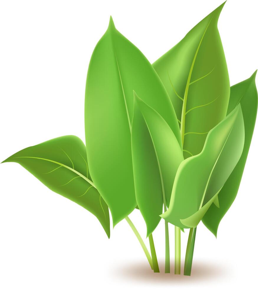 Fresh plants, garden seasonal growth grass, botanical greens, herbs and leaves isolated icons set is growing on a white background with a slight shadow underneath vector
