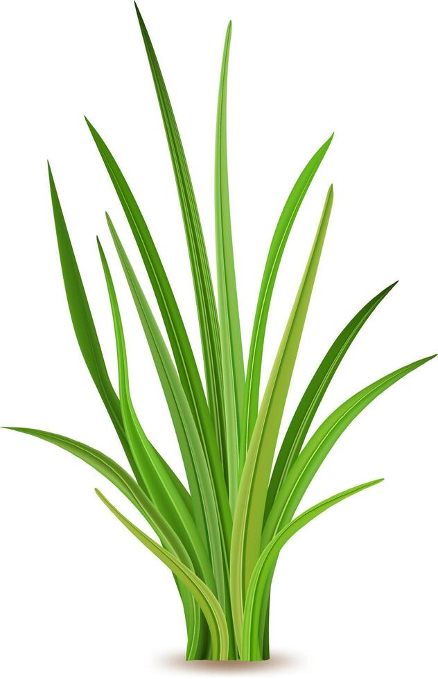 Realistic illustration showcasing fresh green grass thriving against a white background, capturing the essence of nature, spring, and vibrant growth in a serene setting vector