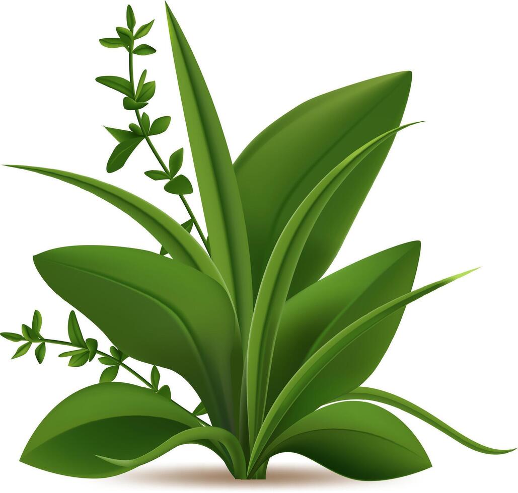 Realistic illustration of fresh green plants, garden seasonal spring greens and herbs, botanical sprout, isolated on white background vector