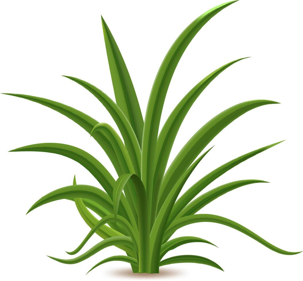 Green grass thriving on a white background, symbolizing nature, freshness, and the spring season, perfectly suited for environmental or botanical projects vector