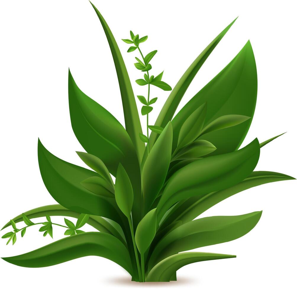 Realistic illustration of a vibrant clump of grass and herbs, flourishing with lush green leaves and delicate stems, creating a natural and fresh botanical scene vector