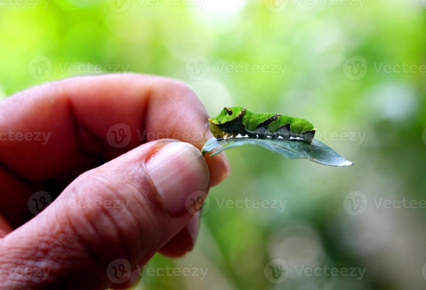 Green caterpillar on orange leaf held by a man's hand with green bokeh background photo