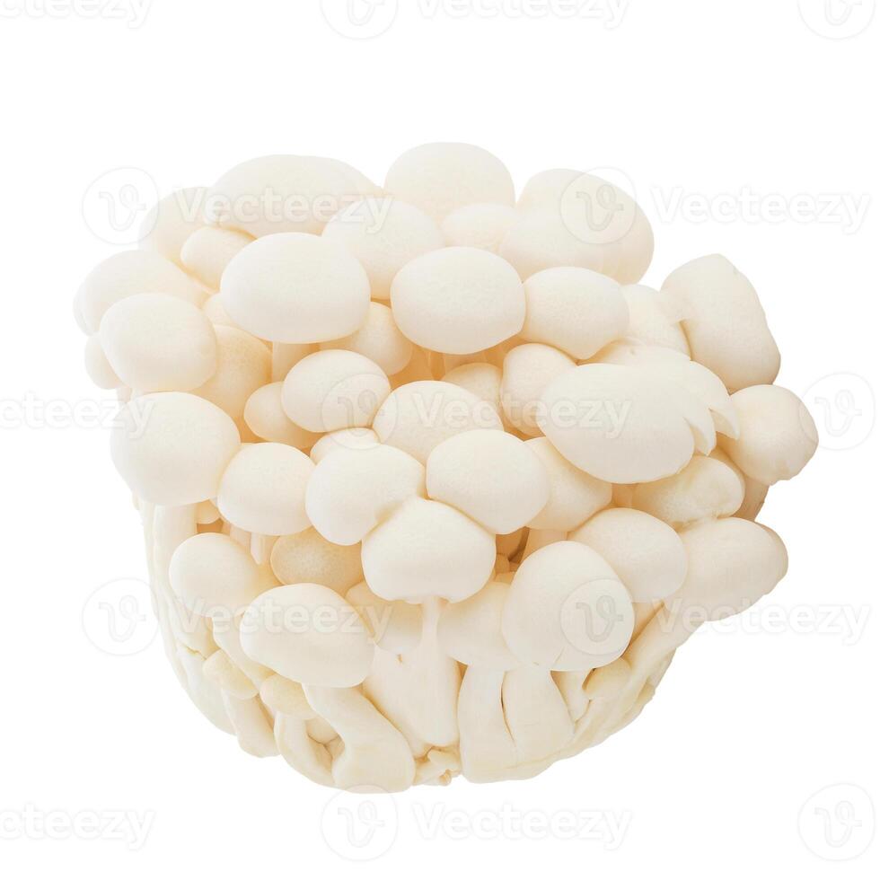 Bunapi mushroom, White beech mushrooms, Shimeji mushroom, Edible mushroom isolated on white background. photo