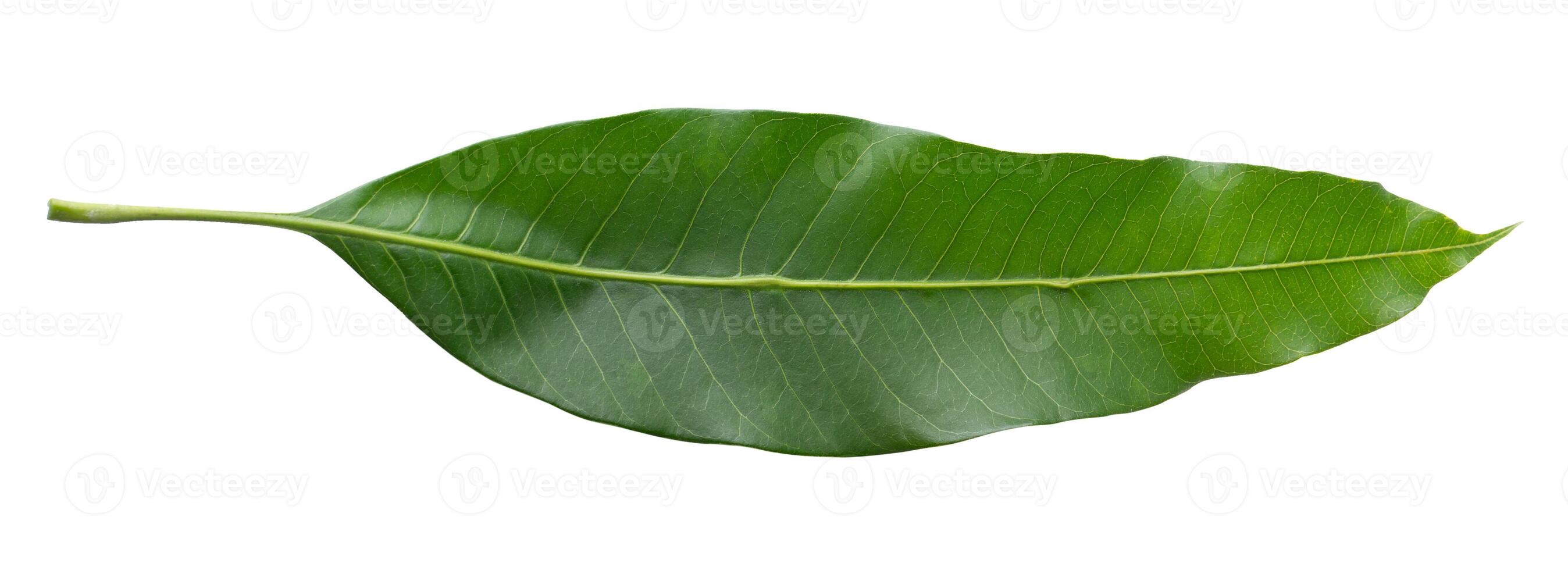 Green leaves mango isolated on a white background. photo