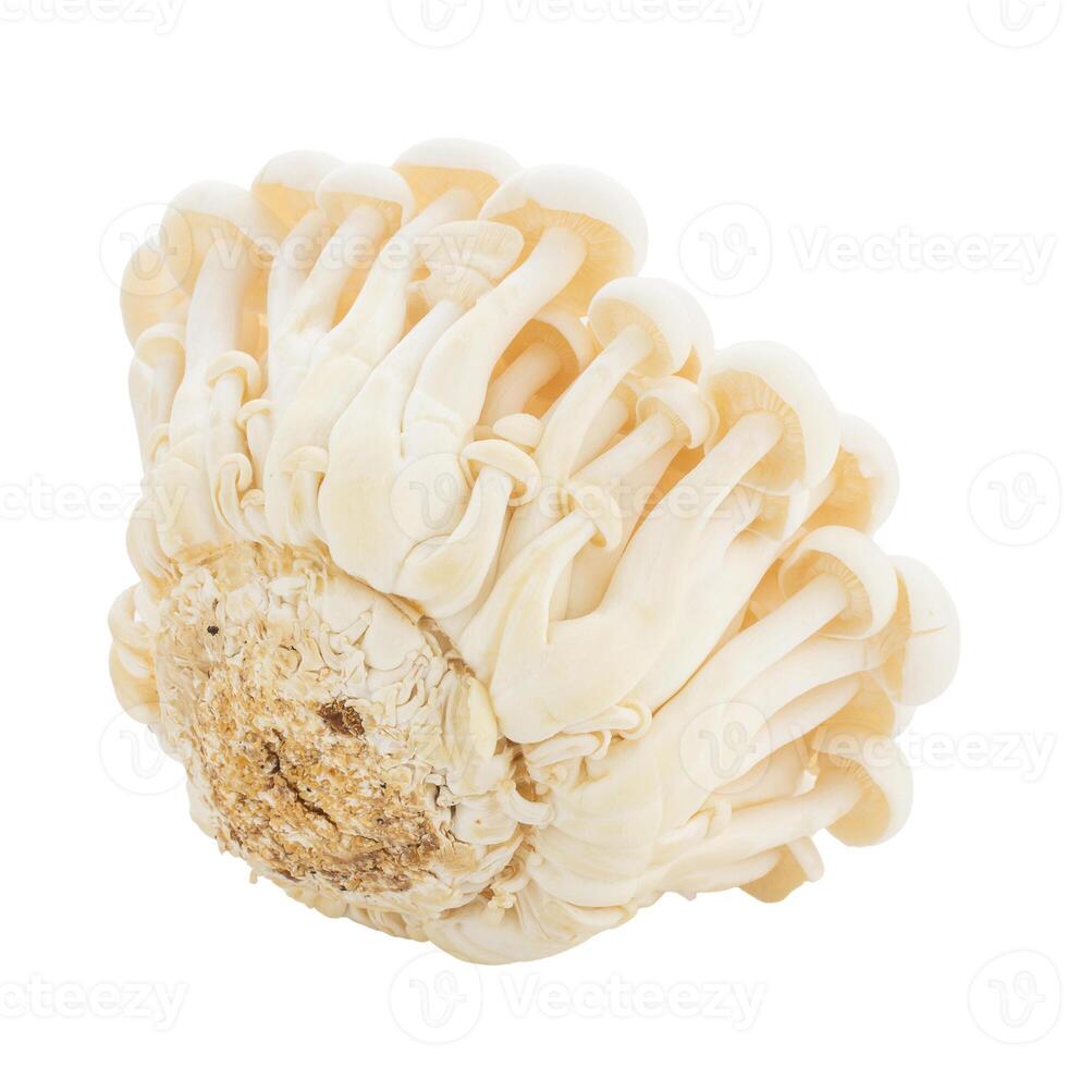 Bunapi mushroom, Shimeji mushroom, Edible mushroom isolated on white background photo