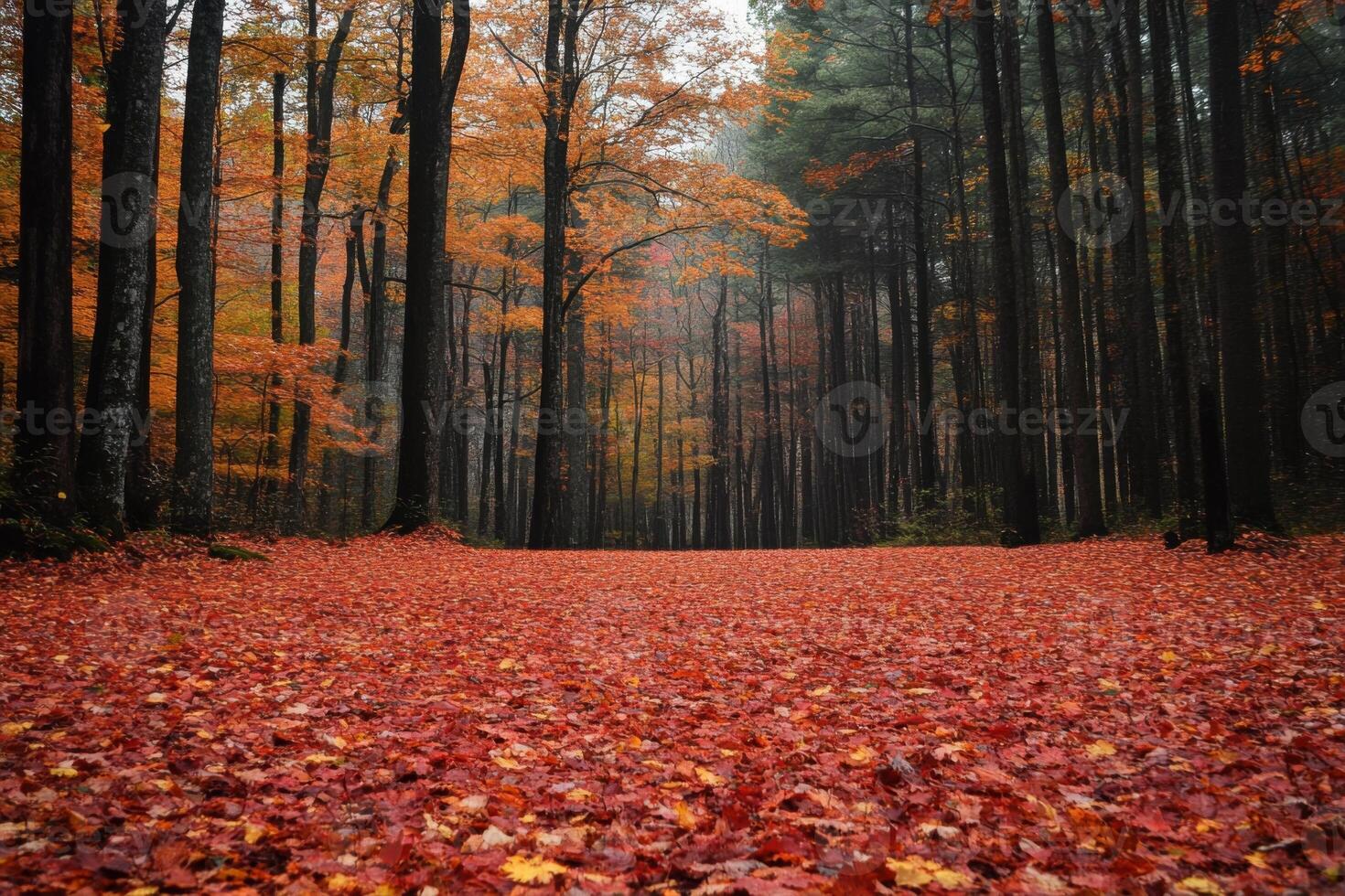 Autumn forest floor covered with fallen red leaves. Trees in background. Calm and beautiful nature scene. Orange and brown colors. photo