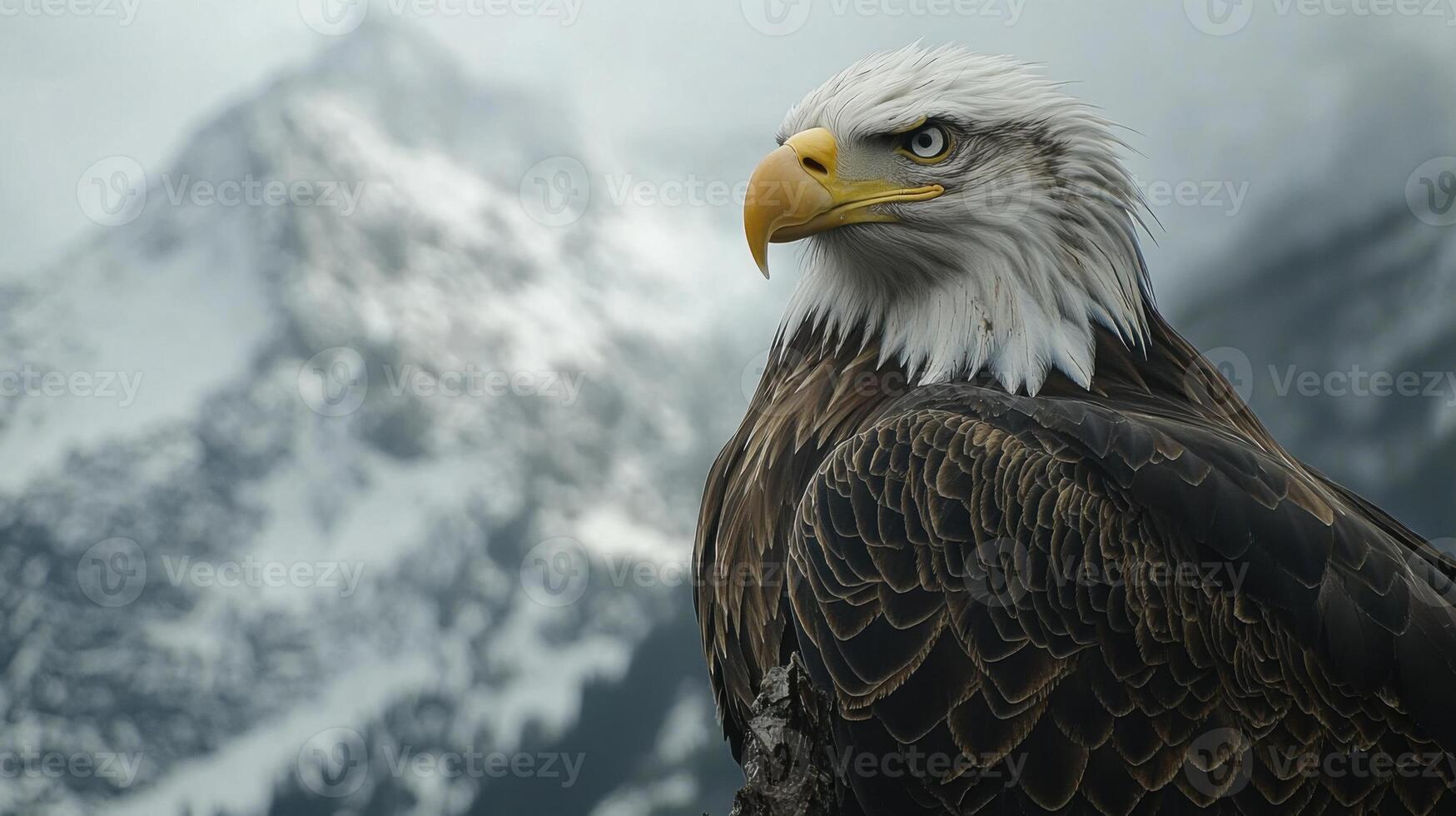 Bald eagle portrait. Majestic bird looking left. Snowy mountains in background. Wild animal perched. Powerful nature scene. Close up shot. photo