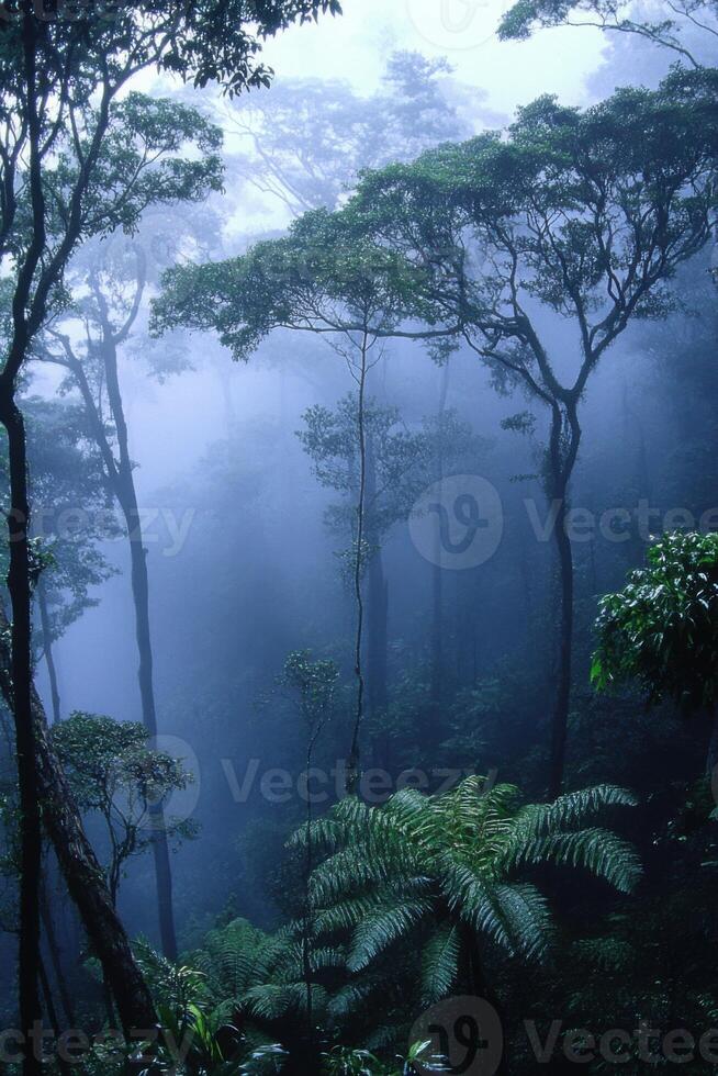 Misty Forest Trees. Ferns grow below. Blue fog hangs in the air. Green leaves on tall trees. Nature background. photo