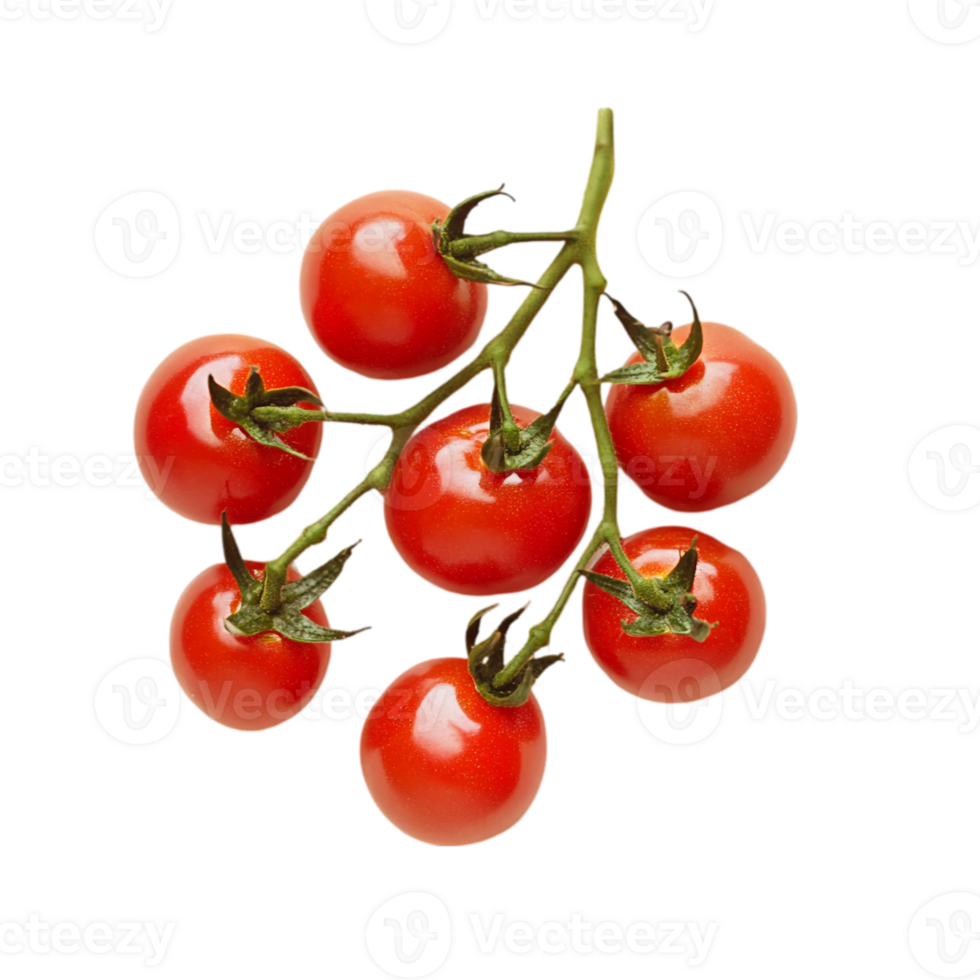 Fresh vine of cherry tomatoes on a plain backgroundisolated on transparent background png