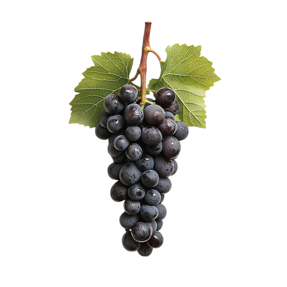 Fresh organic grapes with leaves on a plain background isolated on transparent background png