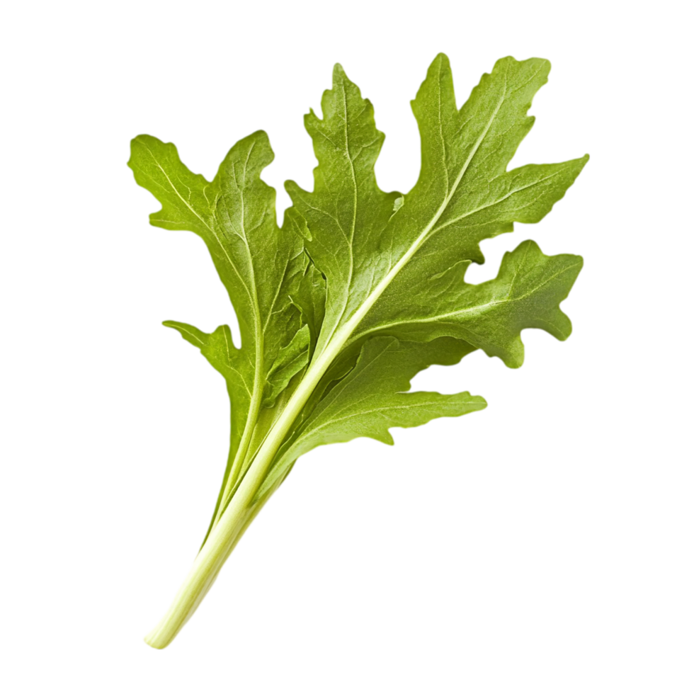 Fresh arugula leaf single ingredient for salad recipe isolated on transparent background png