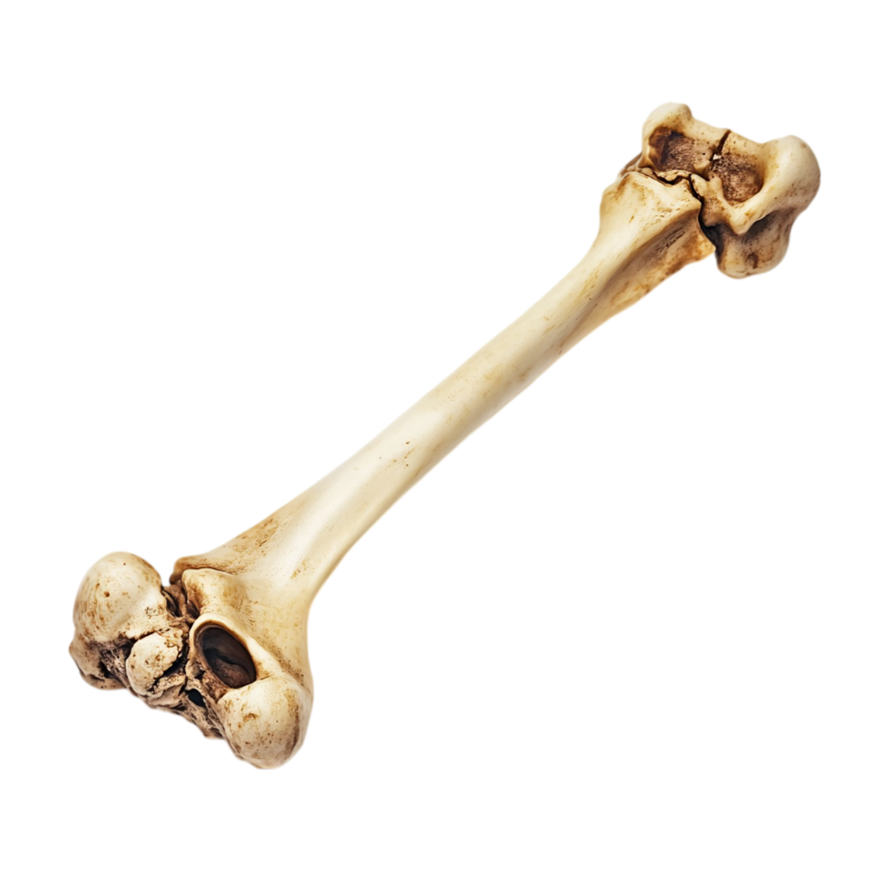 Anatomy study of a single humerus bone on a plain scene isolated on transparent background png