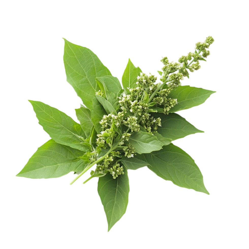 Fresh green basil leaves and flowers culinary ingredient isolated on transparent background png