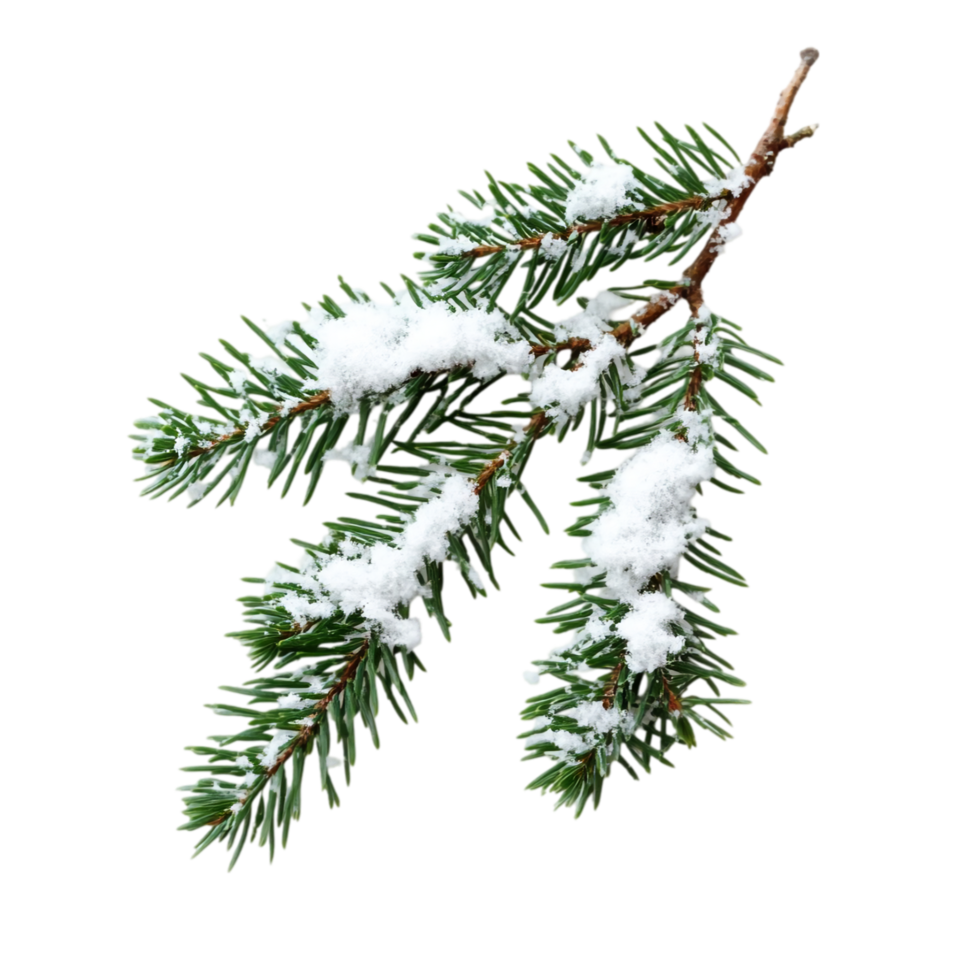 Winter snow on evergreen branch holiday season design isolated on transparent background png