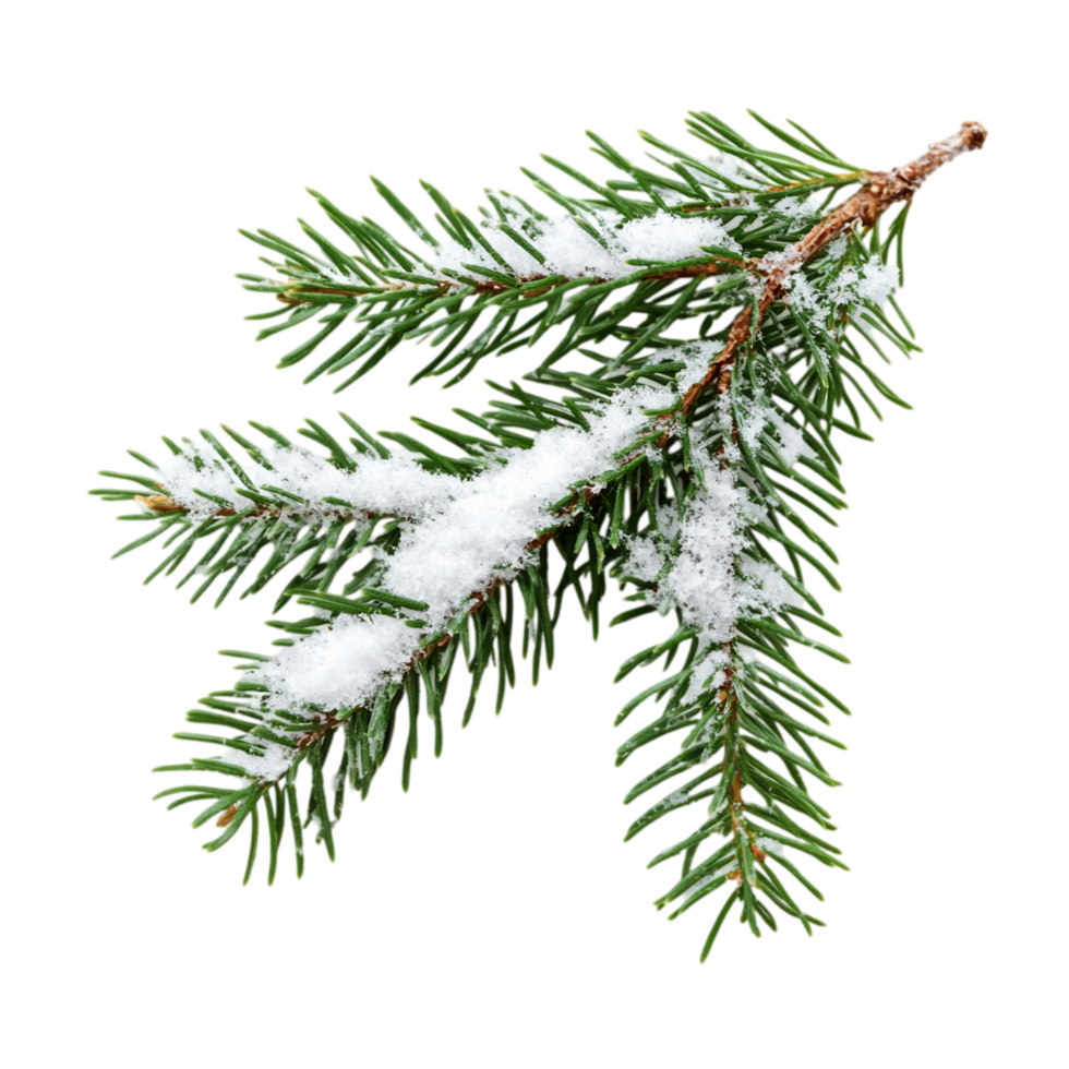 Winter snow on evergreen fir tree branch decoration art isolated on transparent background png