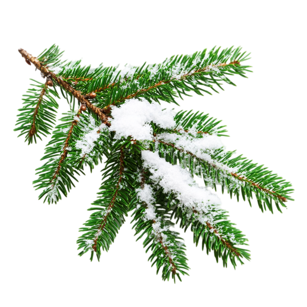 Winter pine branch with snow fresh christmas decoration isolated on transparent background png