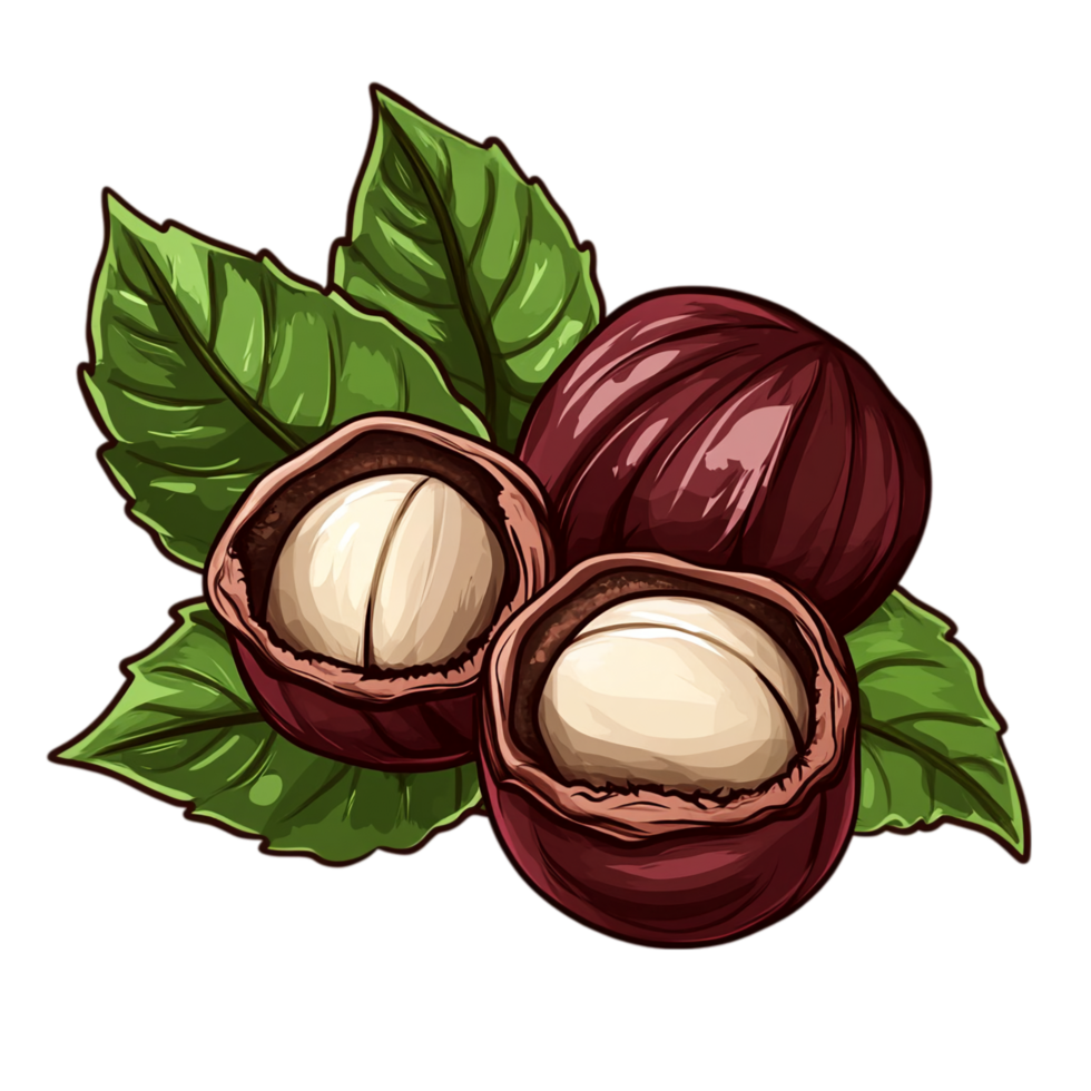 Delicious raw macadamia nuts with leaves illustration isolated on transparent background png