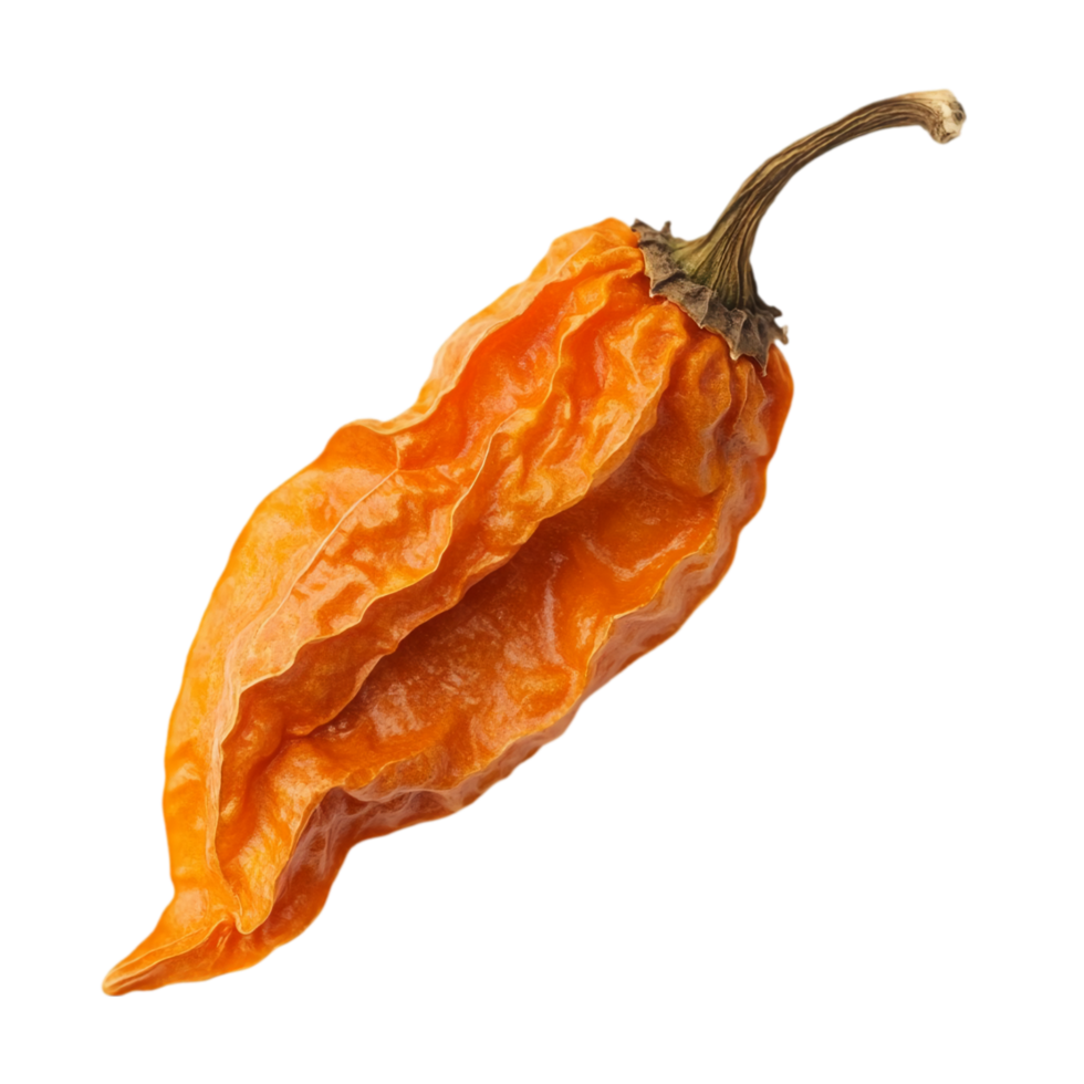 Ghost pepper orange color spicy ingredient food concept isolated on transparent background png