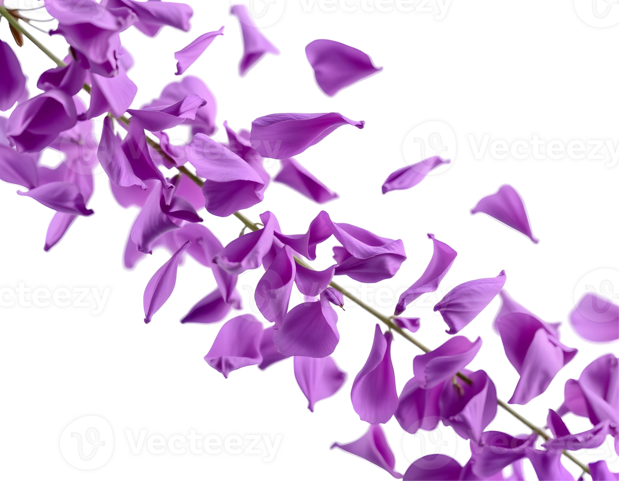 Falling purple flower petals against a transparent backdrop. png