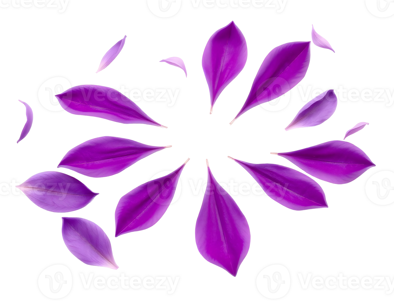 Purple Petals Isolated on a Transparent Background png