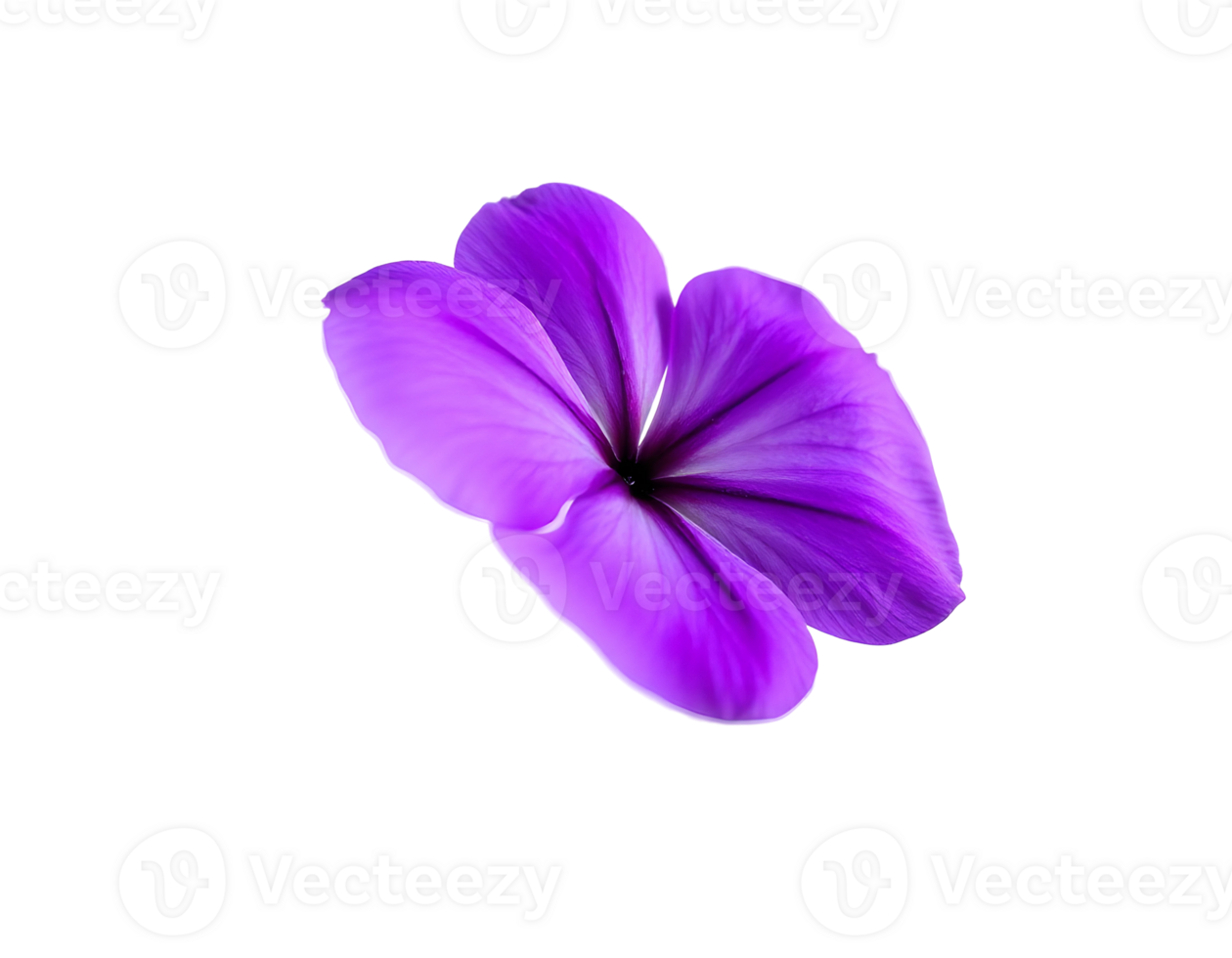 Close-up of a beautiful purple flower with delicate petals png