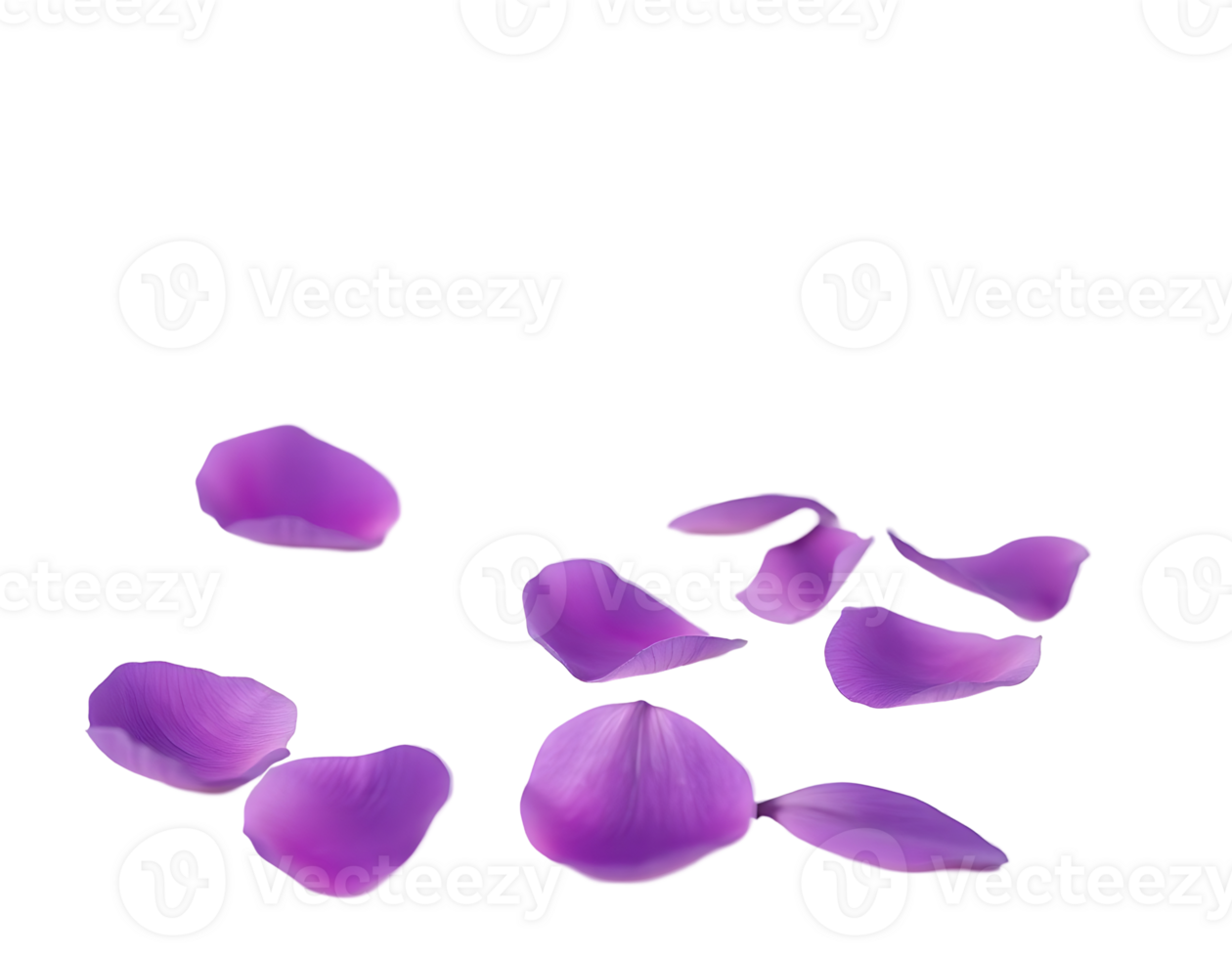 Purple petals on transparent background png