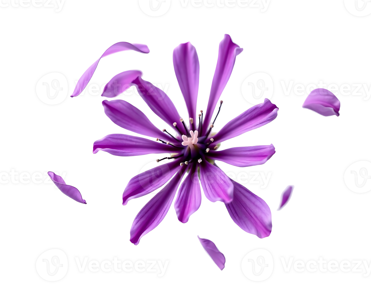 Vibrant Purple Flower with Floating Petals on Transparent Background png