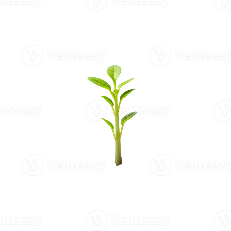 Isolated image of a young green plant with leaves, showing growth and nature png