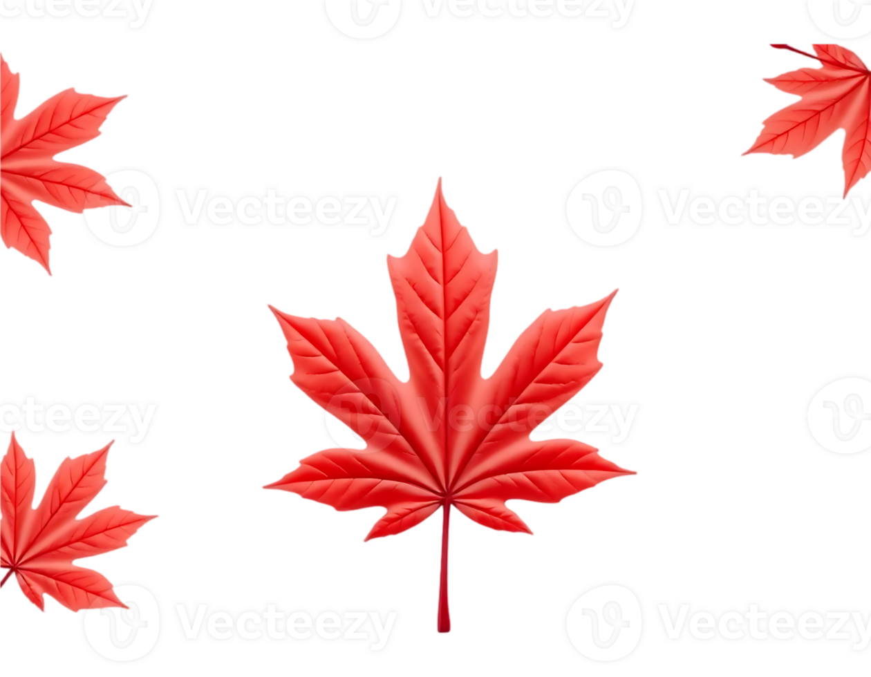 Red Maple Leaves on Transparent Background png