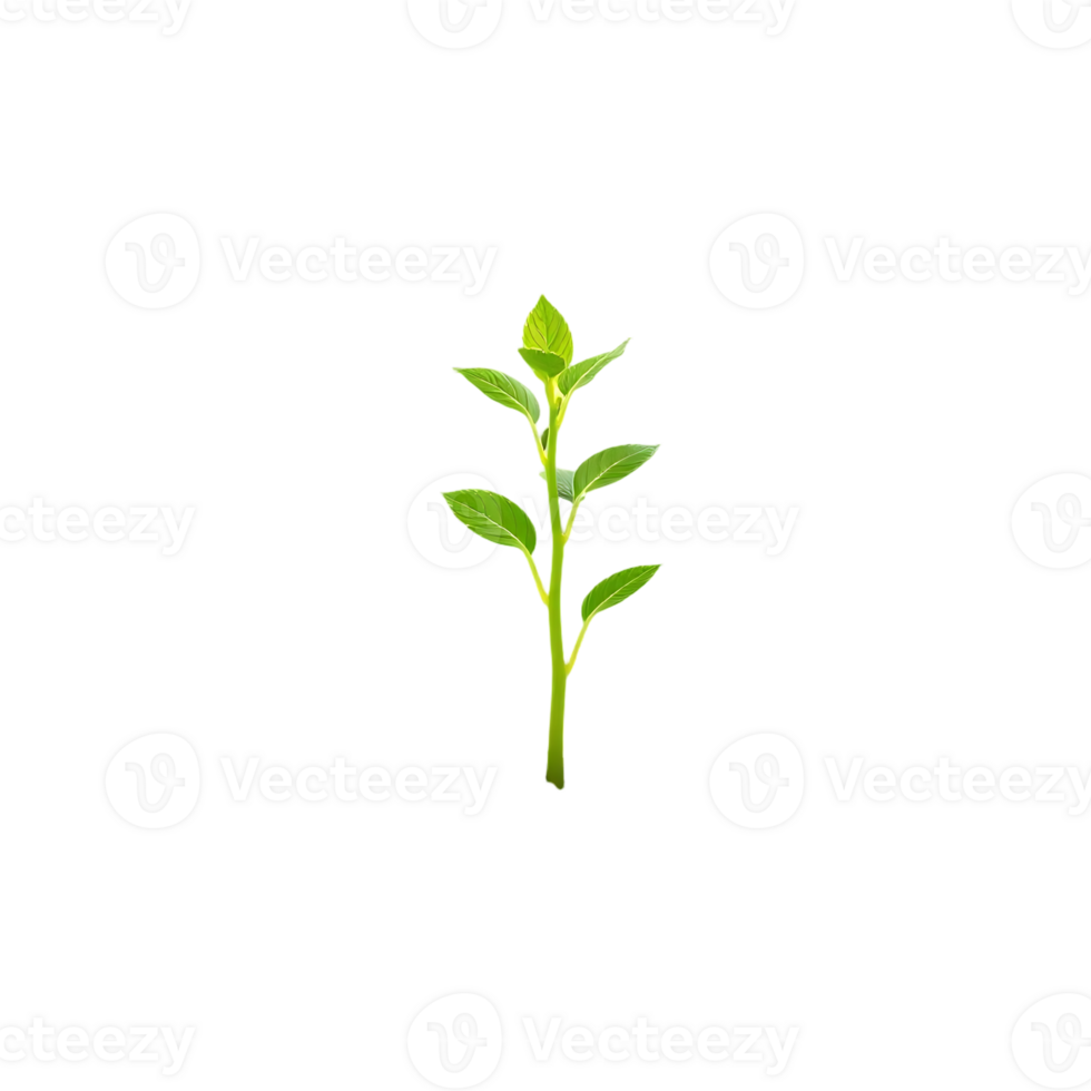 A small plant with green leaves on a transparent background png