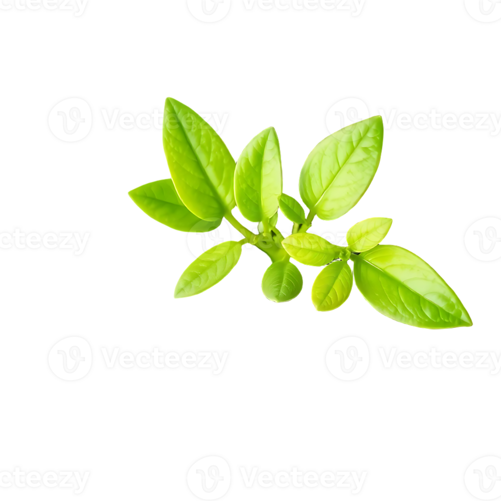 Fresh Green Leaves Isolated on a Transparent Background png