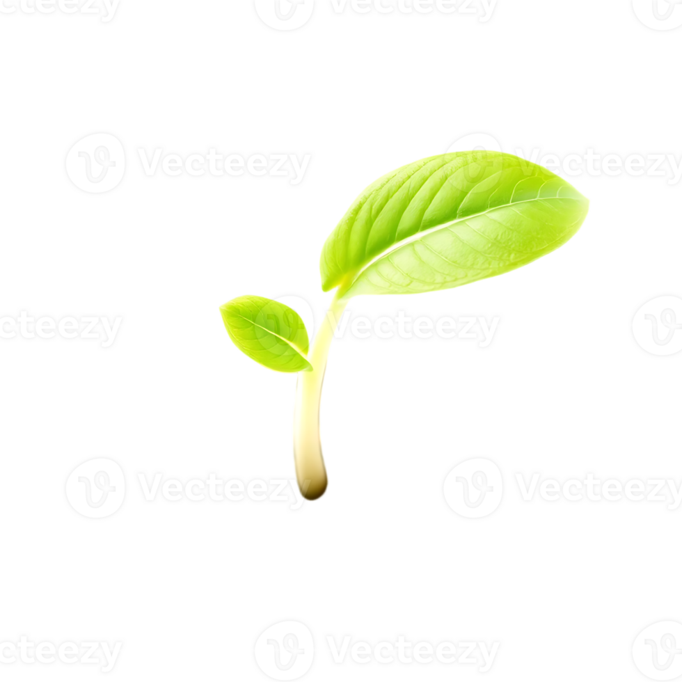 Green seedling with two leaves on a transparent background png