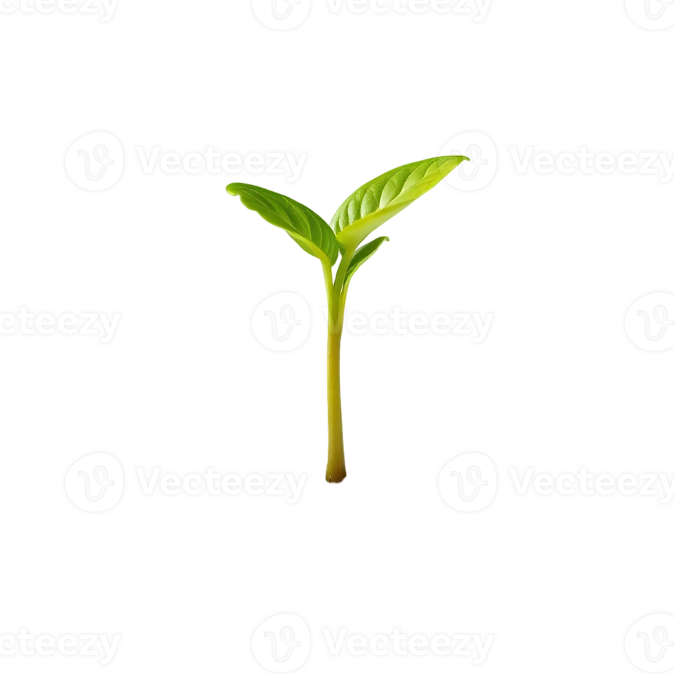 Isolated Young Green Plant Sprout with Two Leaves on Transparent Background png
