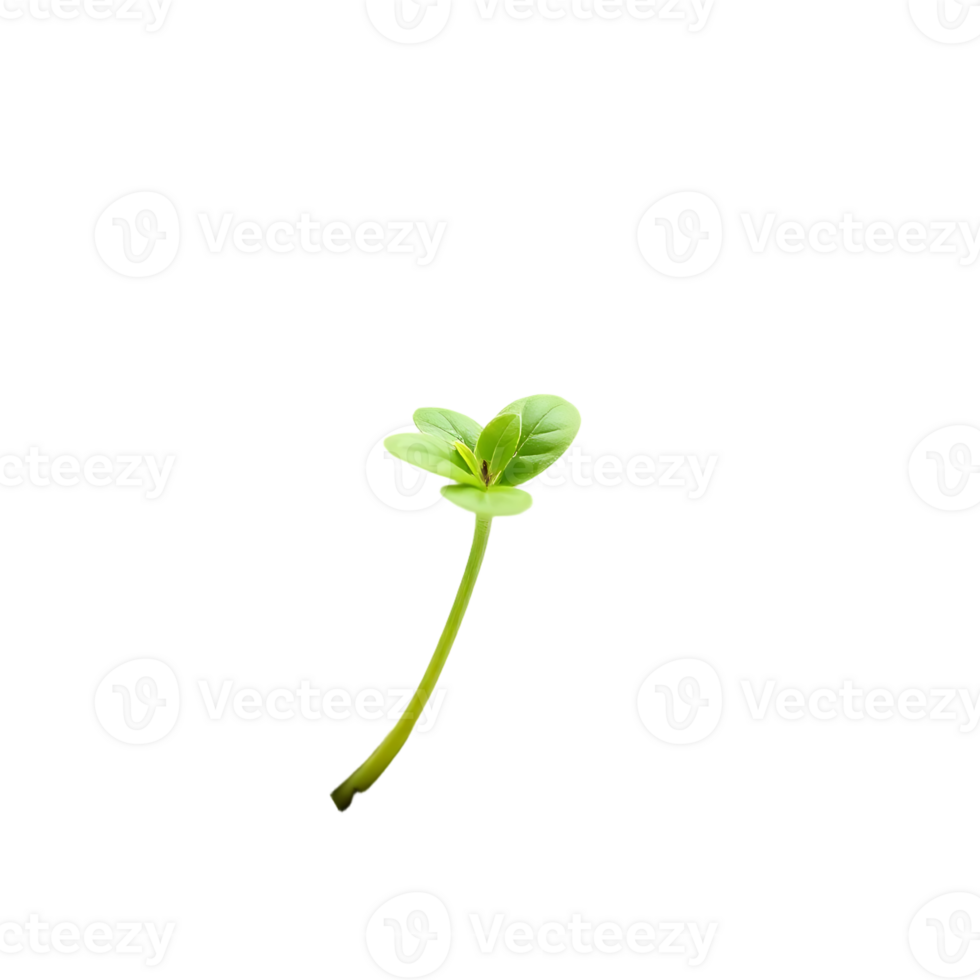 Close-up of a young green seedling with leaves, isolated on a transparent background png