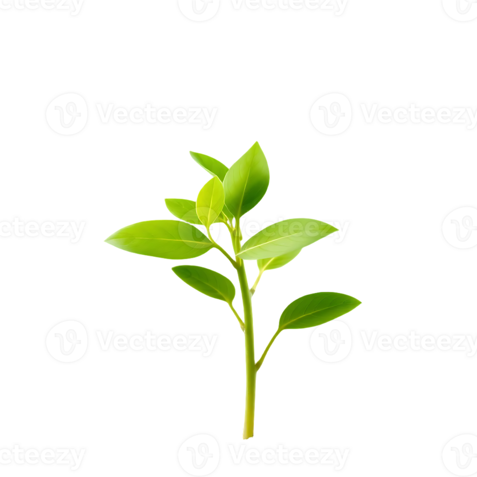 Close-up of a fresh green plant with vibrant leaves and a slender stem. png