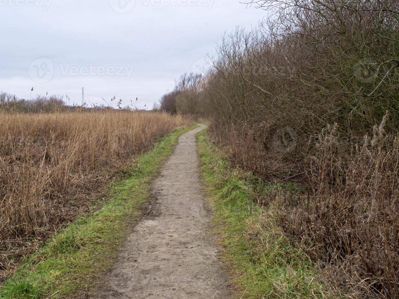 Trail between a winter hedgerow and a reedbed photo