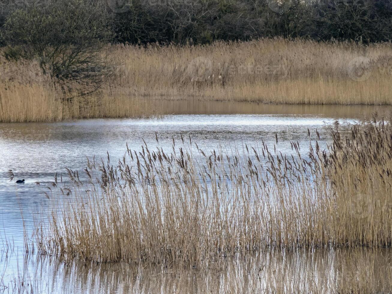 Golden reeds in a peaceful pond with background trees photo