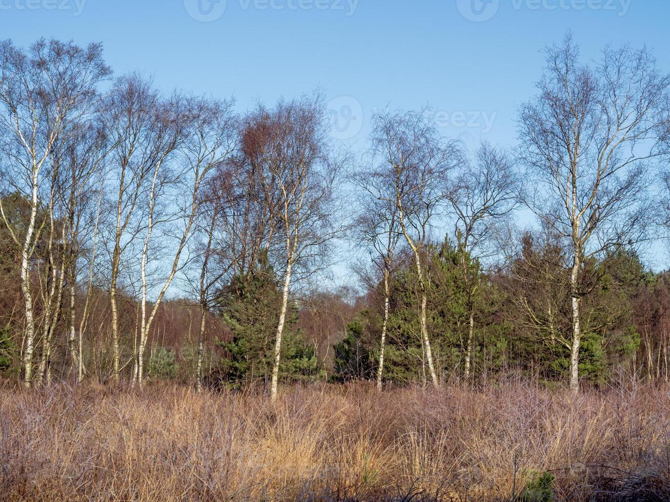 Silver birch trees in winter at Allerthorpe Common, East Yorkshire, England photo