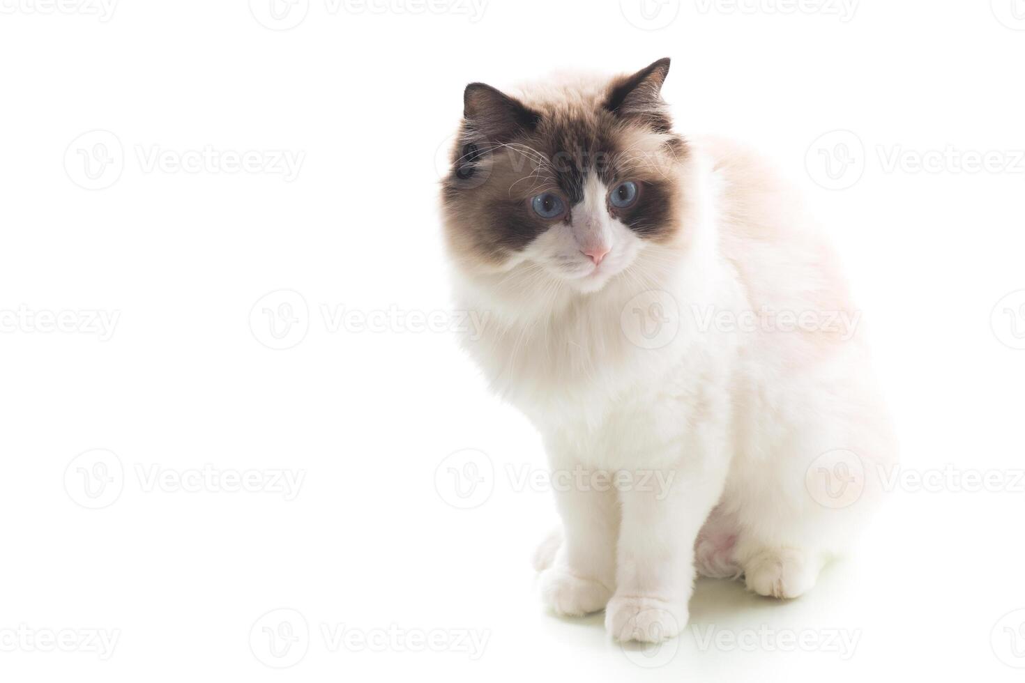 long-haired cat.Beautiful Ragdoll cat with white and brown fur photo