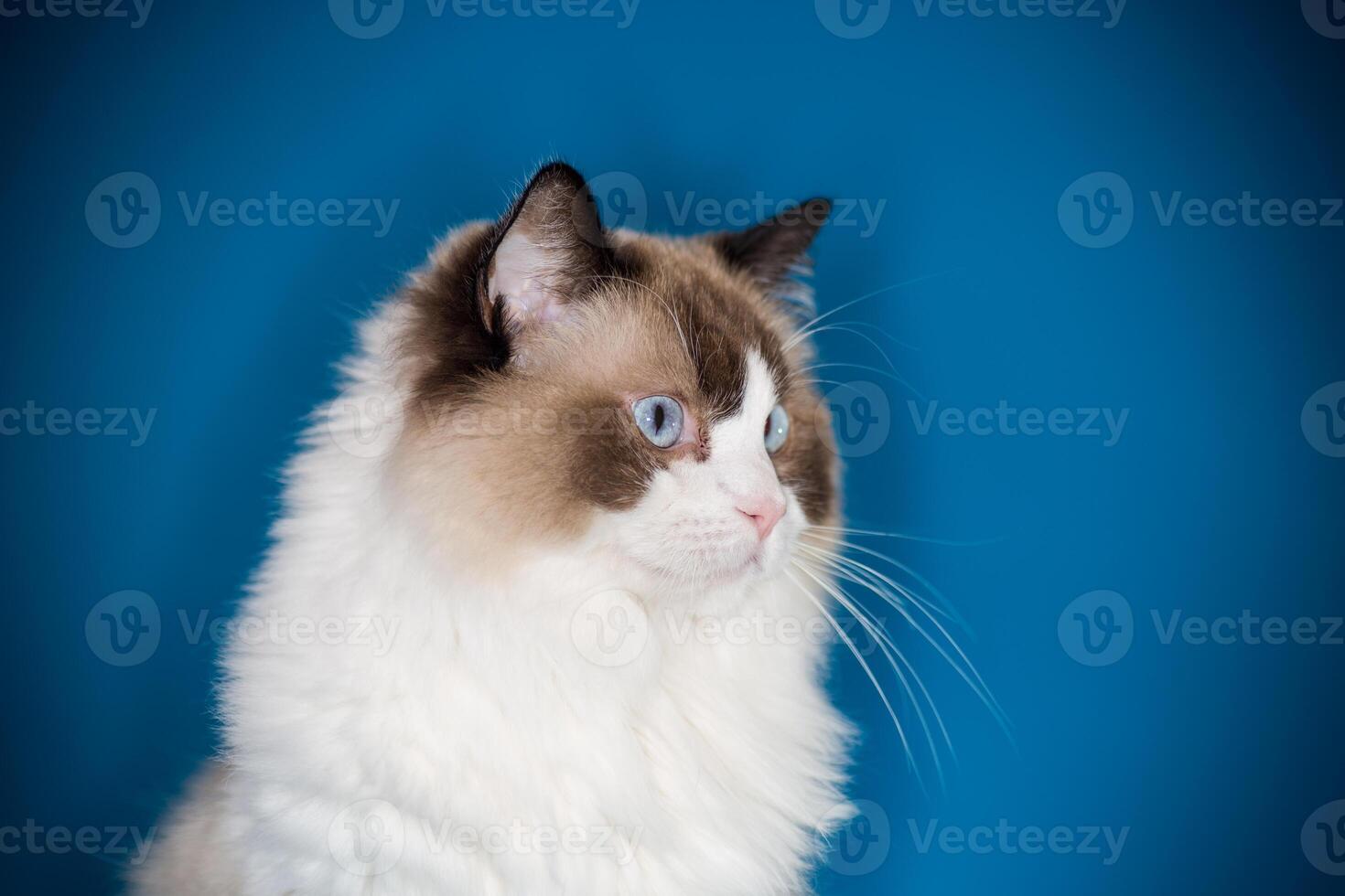 Beautiful Ragdoll cat with blue eyes photo