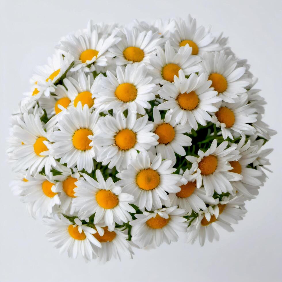 Lush bouquet of daisies or chamomile isolated on white background. Design element for postcards, gifts, banners photo