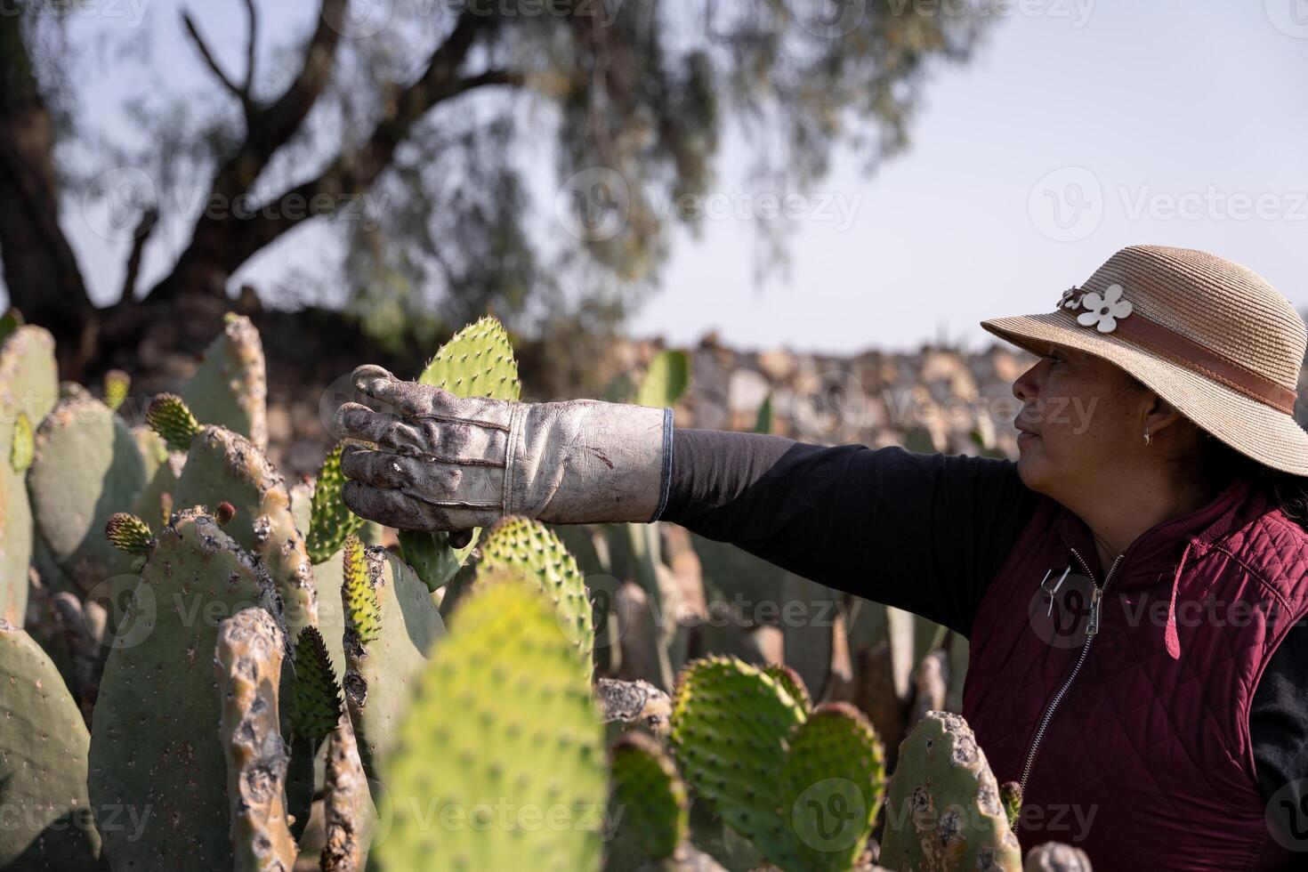An adult woman is harvesting nopal tunas with the hands wearing a hat. Close up photo